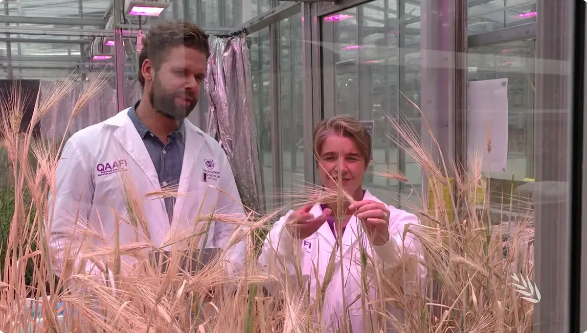 image for Barley foliar pathogens